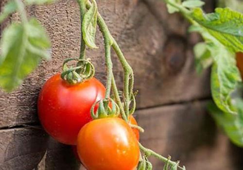 Tomatoes growing on a vine in the garden at 450 Green apartments for rent